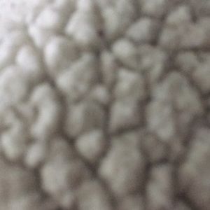 Meet your Posher, Dakota